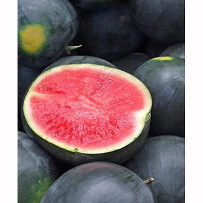 Bonnie Plants 4106 Watermelon Black Diamond Heirloom Plant, 4.5 In.