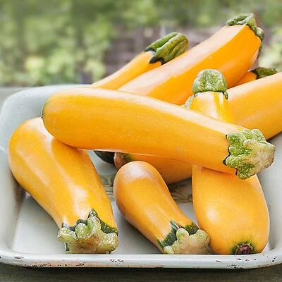 Bonnie Plants 4309 Squash-Zucchini EasyPick Seedling, 4.5 In. Pot