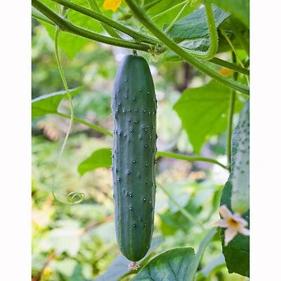 Bonnie Plants 4203 Cucumber-Straight Plant, 4.5 In., 19.3 Oz.