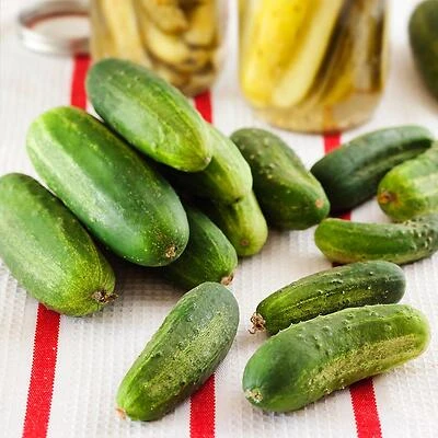 Bonnie Plants 4202 Cucumber-Pickling Seedling, 4.5 In., 19.3 Oz.