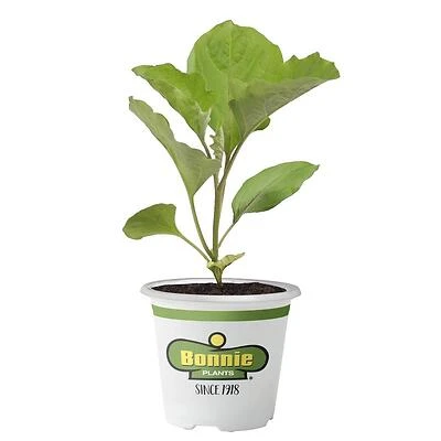 Eggplant-Black Beauty 606 Pack