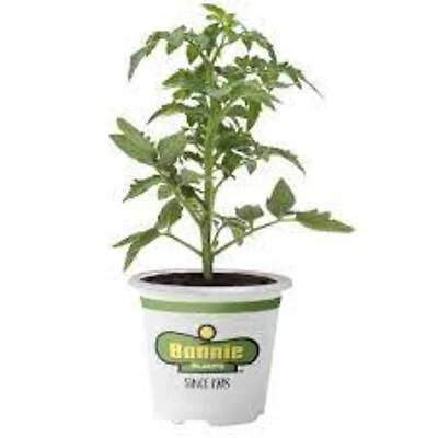Bonnie Plants Yellow Flowering Plant, Trade Gallon, 2.32 Qt
