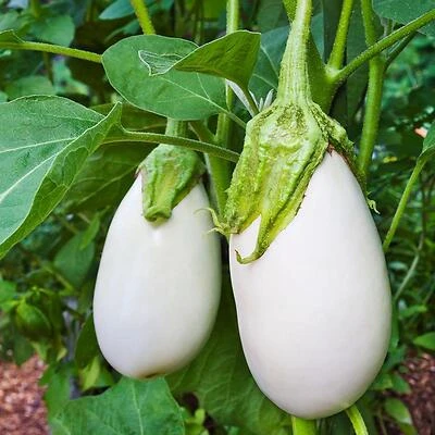 Bonnie Plants 2603 Eggplant-White Potted Plant, 4.5 In. Pot, 19.3 Oz.