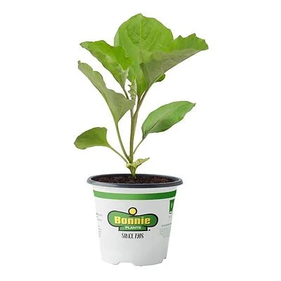 Bonnie Plants Eggplant Ichiban, 4.5 Inch Container, 19.3 Ounce