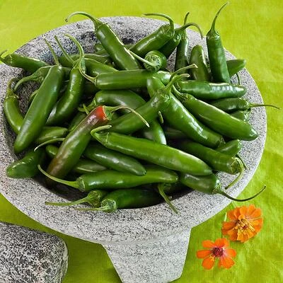 Bonnie Plants 3200 Pepper-Serrano Plant, 4.5 In. Pot, 19.3 Oz.