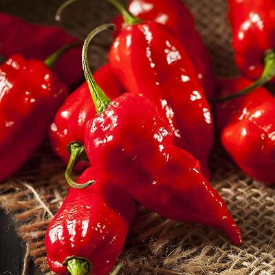 Bonnie Plants 3150 Ghost Pepper Plant, Red, 4.5 In., 19.3 Oz.