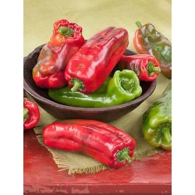 Bonnie Plants Giant Marconi Pepper Plant, 4.5 In., 19.3 Oz.