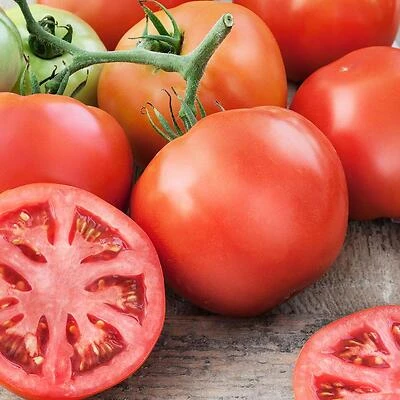 Bonnie Plants 0205 Tomato Big Beef Plant, 4.5 In., 19.3 Oz.
