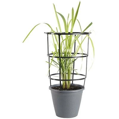 Live Lemongrass Plant In 11 Inch Cage - Ornamental Grass