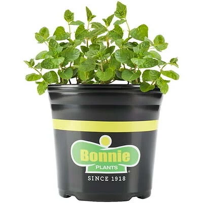 Spearmint Live Plant, 1 Gallon, Fragrant Herb For Mojito
