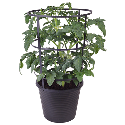 Garden Fresh Tp-2023 Tomato Plant With Cage, 11 In., 2.5 Gallon Pot