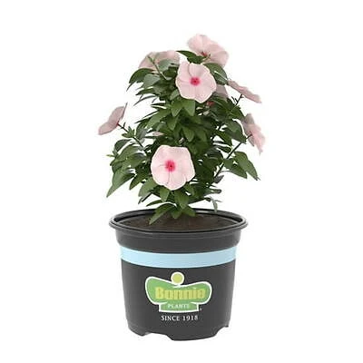Apricot Vinca 25 Ounce Flowering Plant