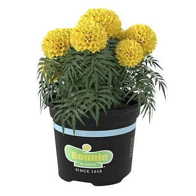 Yellow Marigold 25 Ounce - Vibrant Flowering Plant For Gardens