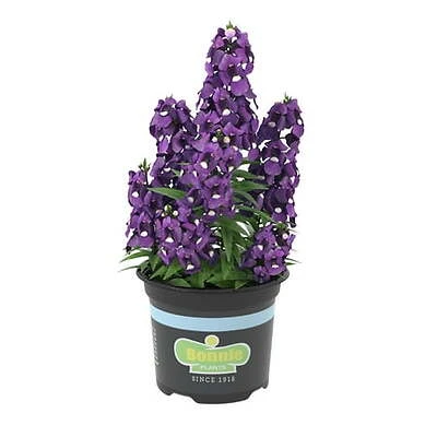 Purple Angelonia 25 Ounce - Vibrant Flowering Plant For Gardens