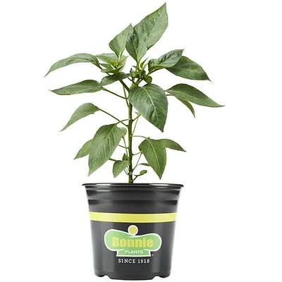 Serrano Pepper Hot Pungent Fruits 2.32 Quart Container