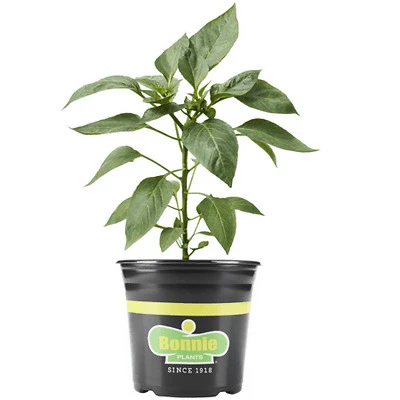 Orange Snacking Pepper, Sweet Snack, Live Plant In 2.32 Quart Pot