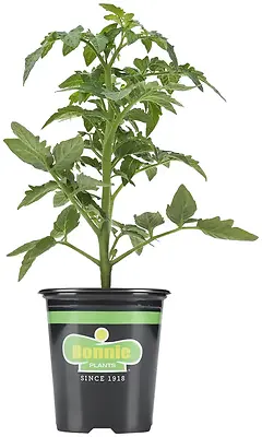 Bonnie’s Fresh‑Cut Spinach – 19.3 oz Ready‑to‑Serve