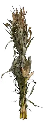 Corn Stalks Individual