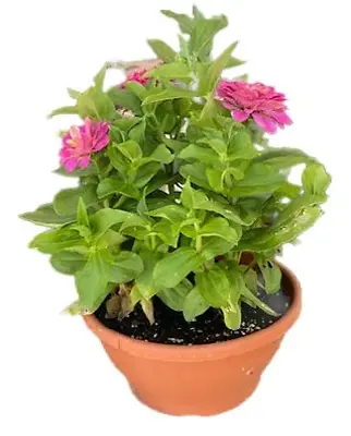 8" Zesty Zinnias SB