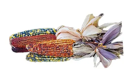 Harvest Corn - bundle of 3
