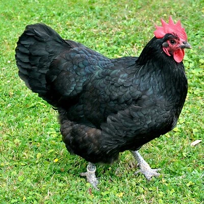 Black Australorp