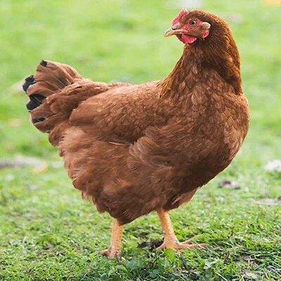 Rhode Island Red