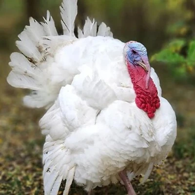 Broad Breasted White