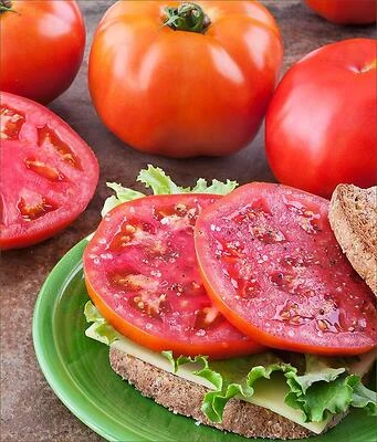 Tomato-Amelia