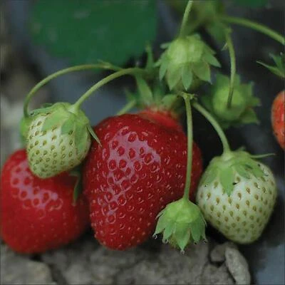Bonnie Plants Round-Root Strawberry Plant, Lowes Variety, 8-Count