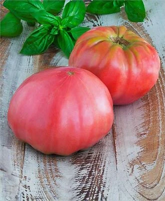 Tomato-Pink Brandywine Heirloom