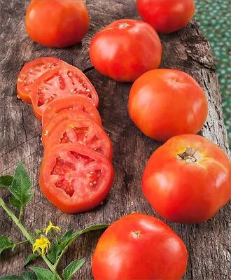 Bonnie Plants Rutgers Heirloom Tomato Plant, 19.3 Oz