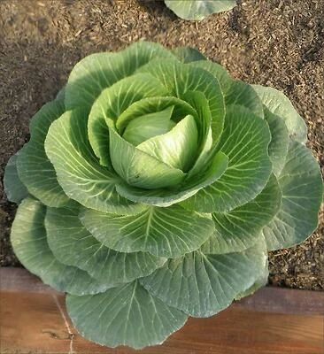 Bonnie Plants Golden Cross Mini Cabbage, 19.3 oz Pot