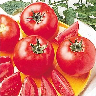 19.3 oz Early‑Season Bush Tomato Seeds – Compact 4.5‑inch Spacing