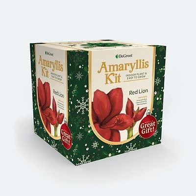 Amaryllis Kit - 24-26 Cm Gift Box With Bulbs And Planting Supplies