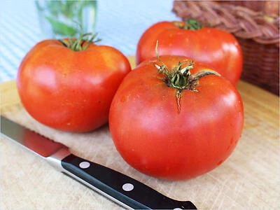 Bonnie Plants Beefsteak Tomato, 19.3 Oz, Fresh Slice-Ready