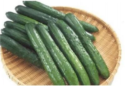 Fresh Japanese Cucumber – 14.6 oz Crisp Salad Vegetable