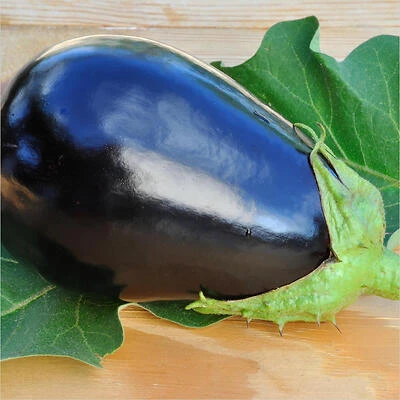 Eggplant-Black Beauty (Organic)