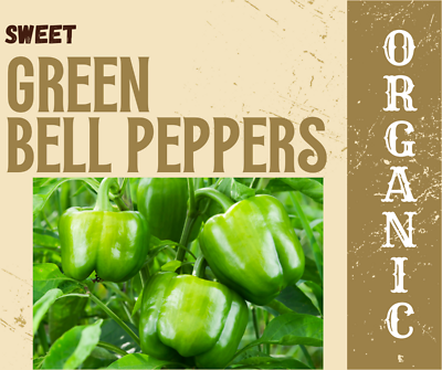 Fresh Green Bell Pepper – 14.6 oz (Crisp & Sweet)