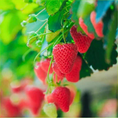 Strawberry-Seascape 14.6 oz Premium Paint – Vibrant Artistic Color
