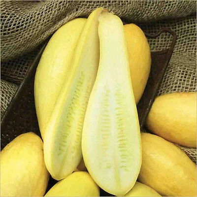 Squash-Straightneck (Organic)