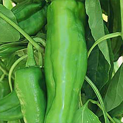 Pepper-New Mex Big Jim