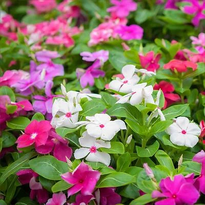 Vinca-Mix