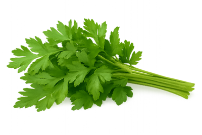 2.32‑Quart Flat Italian Parsley Storage Bin – Commercial Fresh‑Herb Container