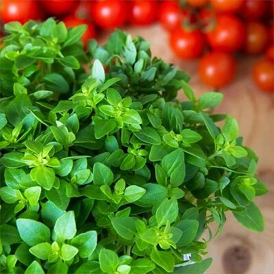 Oregano-Italian