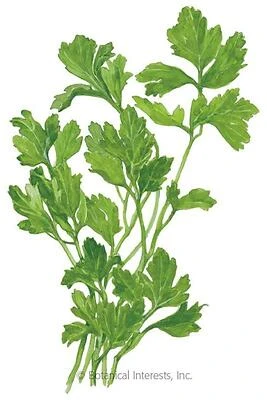 Bonnie Plants Flat Leaf Parsley, Fresh 8 lb Bundle