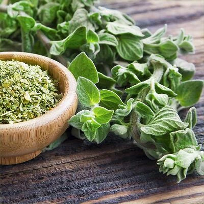 Oregano-Greek