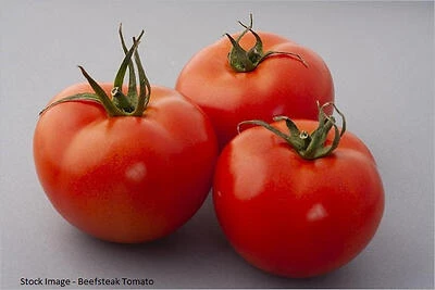 1.19‑Quart Tomato Better Boy Kitchen Tool