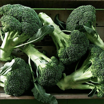 Bonnie Plants Broccoli-Lieutenant Kitchen Steamer, 1.19-Quart