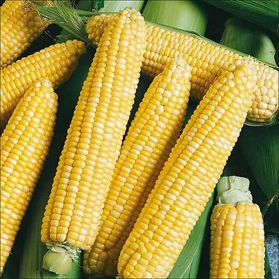 Bonnie Plants Corn & Peach Cream Ice Cream, 1.19 Qt (38 Oz)