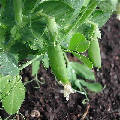1.19 qt Sweet Snap Pea & Sugar Snap Mix – Ready‑to‑Cook Veggie Blend